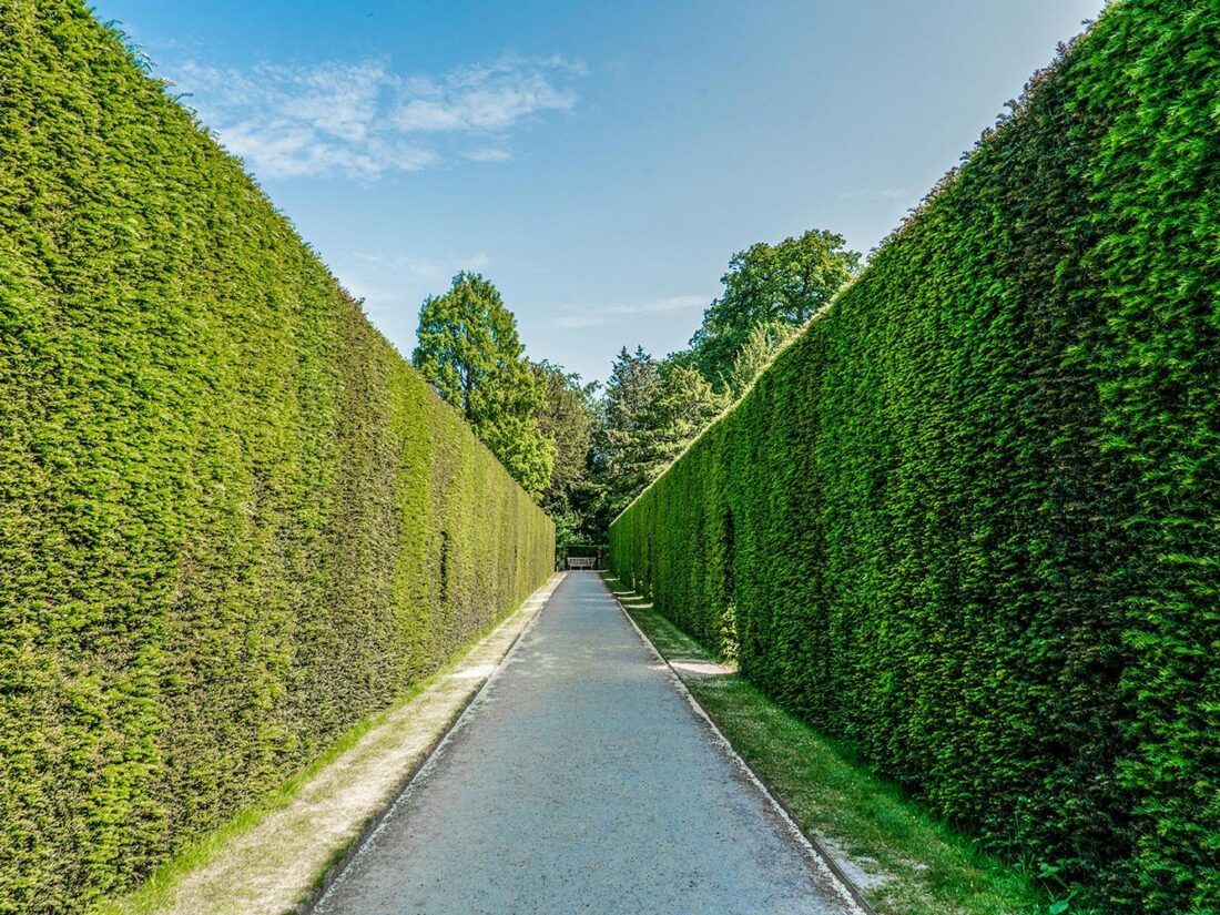 Entretien du jardin : conseils pour tailler vos haies